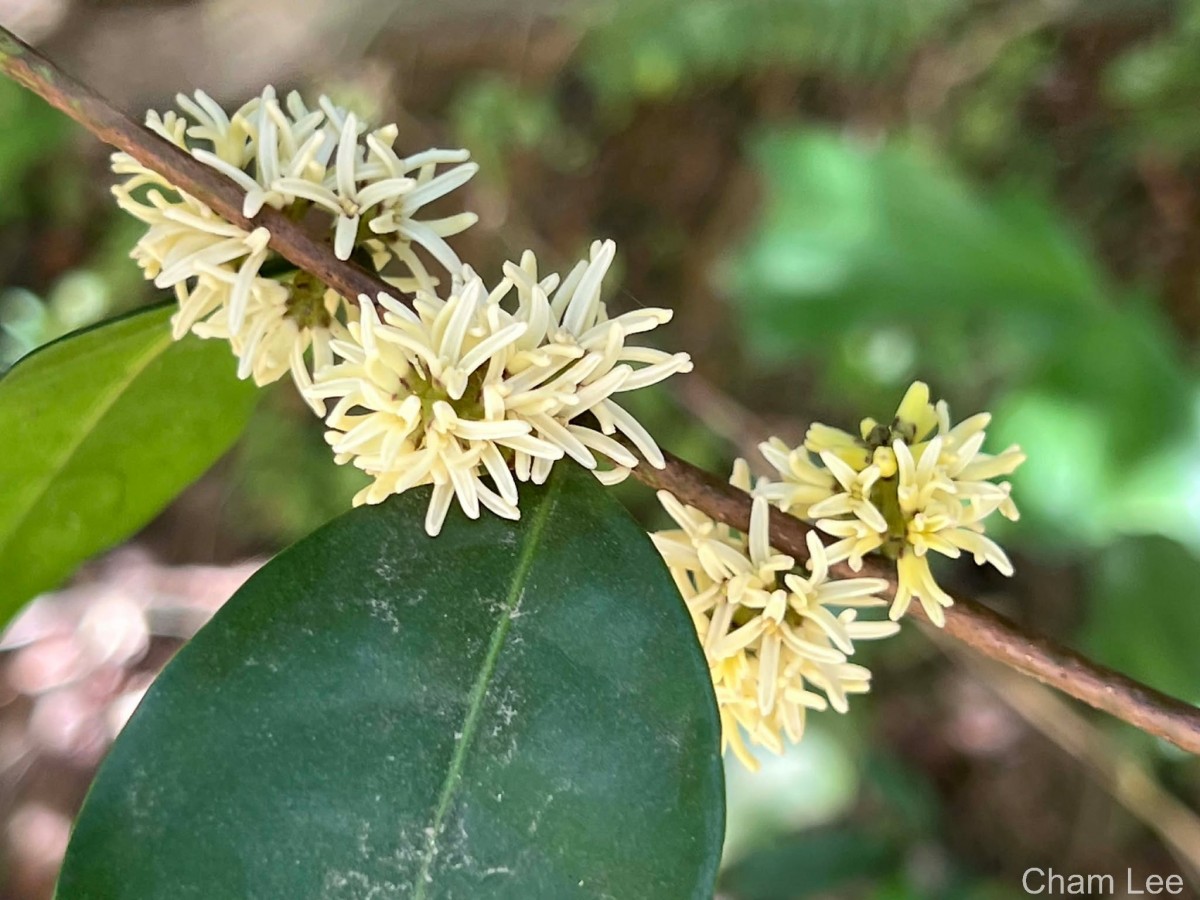 Chionanthus albidiflorus Thwaites